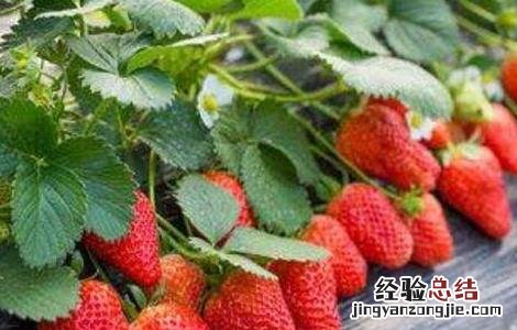 草莓春季管理注意事项有哪些 草莓春季管理注意事项