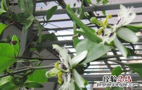 百香果坐果率低原因及解决方法 百香果挂果率低是什么原因