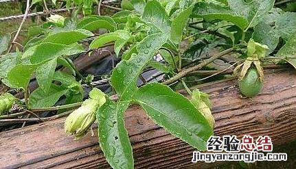 百香果坐果率低原因及解决方法 百香果挂果率低是什么原因