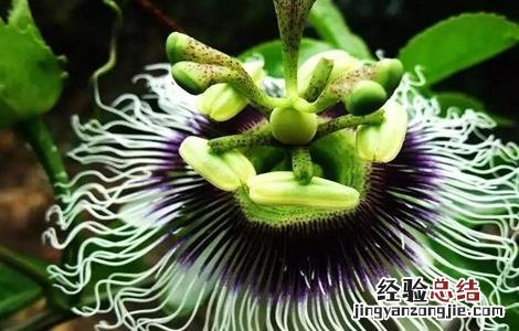 百香果的春季管理要点 百香果秋季管理