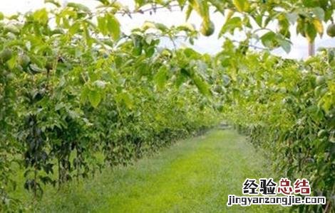 百香果的春季管理要点 百香果秋季管理