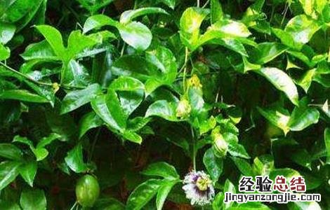 百香果的春季管理要点 百香果秋季管理