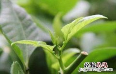 百香果的春季管理要点 百香果秋季管理