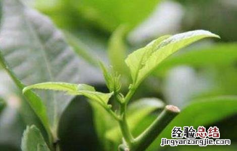 百香果的春季管理要点 百香果秋季管理
