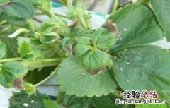 草莓冻害严重怎么办呢 草莓冻害严重怎么办