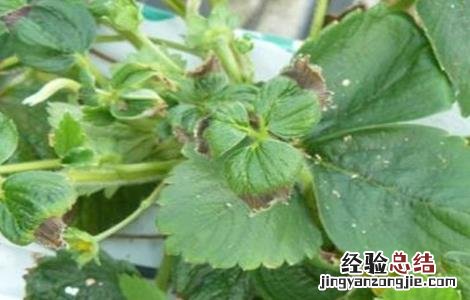草莓冻害严重怎么办呢 草莓冻害严重怎么办