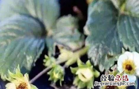草莓冻害严重怎么办呢 草莓冻害严重怎么办