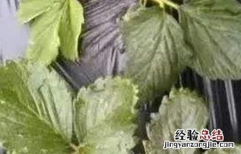 草莓冻害严重怎么办呢 草莓冻害严重怎么办