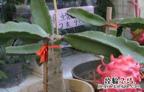 火龙果根系不发达怎么办 火龙果根系四大问题及解決方法