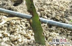 火龙果根系不发达怎么办 火龙果根系四大问题及解決方法