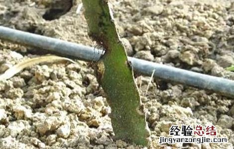 火龙果根系不发达怎么办 火龙果根系四大问题及解決方法