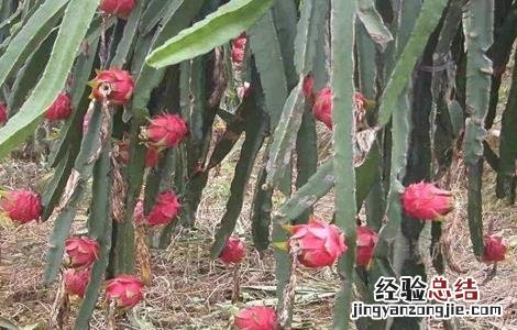 火龙果根系不发达怎么办 火龙果根系四大问题及解決方法