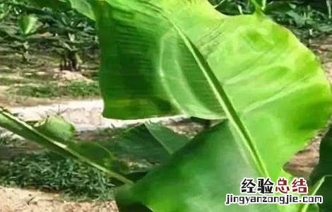 香蕉抽蕾后保持多少片叶子 香蕉迟抽蕾的管理要点