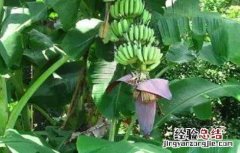 香蕉抽蕾后保持多少片叶子 香蕉迟抽蕾的管理要点