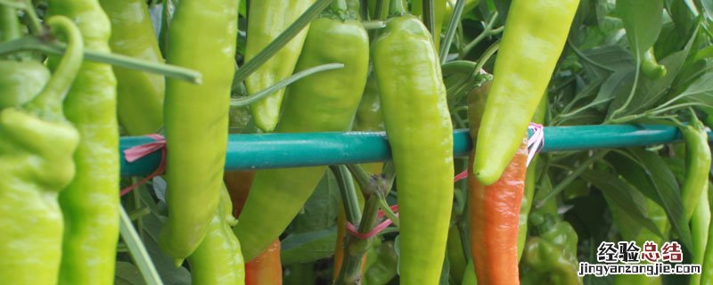 辣椒怎么处理不防霜冻 辣椒如何防霜冻