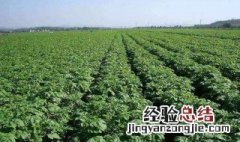 刚种下的土豆要浇水吗 新种的土豆要浇水吗
