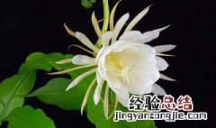 昙花象征什么精神和品质 昙花象征什么精神