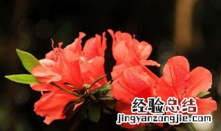 哪些花在繁殖的时候是喷射形式 哪些花在繁殖的时候是喷射形式的花