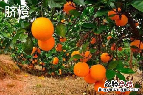 脐橙和果冻橙的区别 果冻橙和脐橙的营养价值一样吗