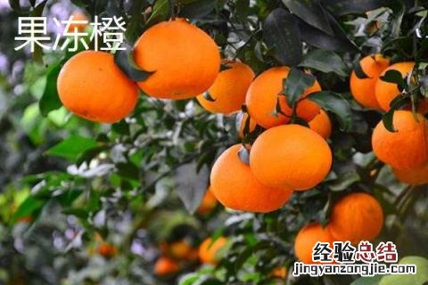 脐橙和果冻橙的区别 果冻橙和脐橙的营养价值一样吗