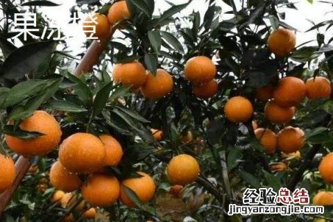 脐橙和果冻橙的区别 果冻橙和脐橙的营养价值一样吗