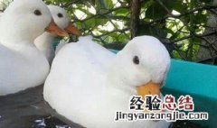 王思聪的鸭子是什么鸭 千万别养柯尔鸭