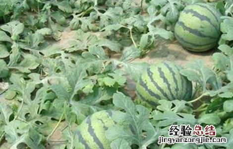 西瓜的生育期多少天最多 西瓜的生育期