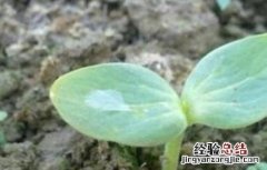 西瓜的生育期多少天最多 西瓜的生育期