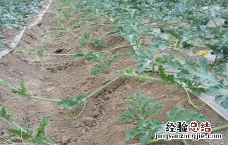 西瓜的生育期多少天最多 西瓜的生育期