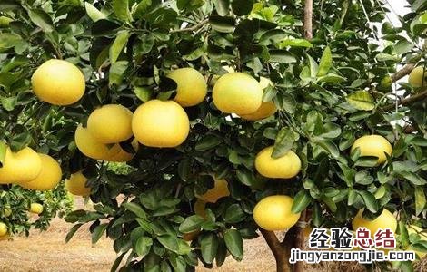 如何提高柚子的甜度 如何提高柚子的甜度呢