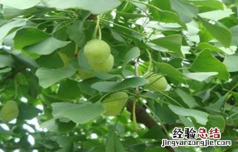 银杏树不结果什么原因 银杏树不结果什么原因造成的