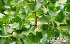 银杏树不结果什么原因 银杏树不结果什么原因造成的
