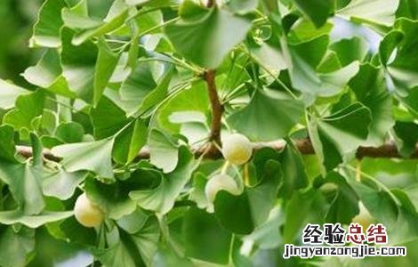 银杏树不结果什么原因 银杏树不结果什么原因造成的
