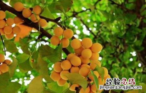 银杏树不结果什么原因 银杏树不结果什么原因造成的