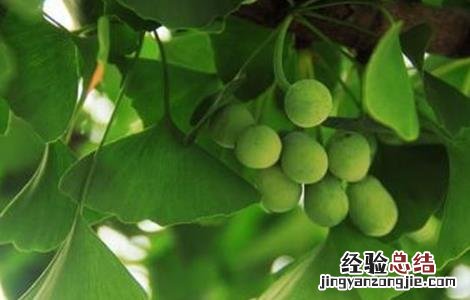 银杏树不结果什么原因 银杏树不结果什么原因造成的