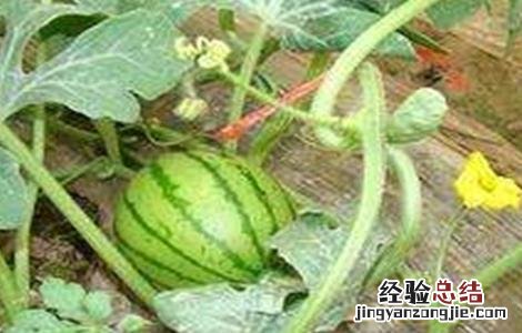 西瓜的特性和作用 西瓜的生理特性