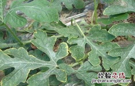 西瓜的特性和作用 西瓜的生理特性