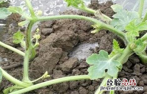 西瓜的特性和作用 西瓜的生理特性