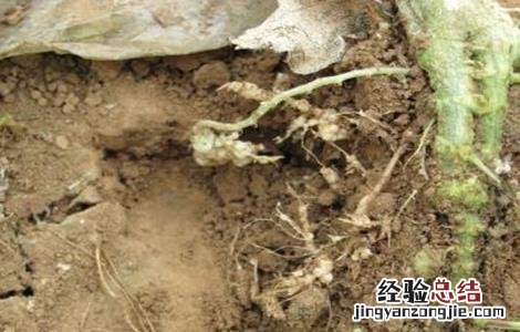西瓜的特性和作用 西瓜的生理特性