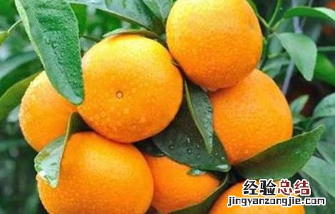 沃柑种植注意事项和要求 沃柑种植注意事项