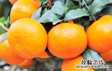 沃柑种植注意事项和要求 沃柑种植注意事项