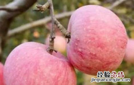 种植苹果需要注意什么赶跑飞鸟 种植苹果需要注意什么
