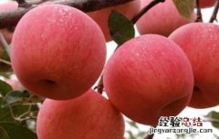 种植苹果需要注意什么赶跑飞鸟 种植苹果需要注意什么
