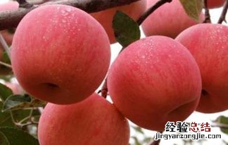 种植苹果需要注意什么赶跑飞鸟 种植苹果需要注意什么