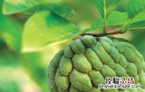 释迦果种植条件 释迦果种植条件和时间