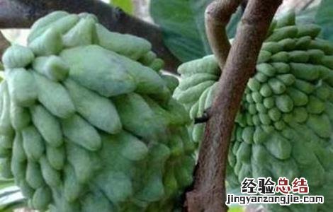 释迦果种植条件 释迦果种植条件和时间