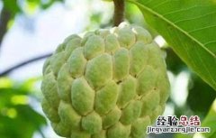 释迦果种植条件 释迦果种植条件和时间