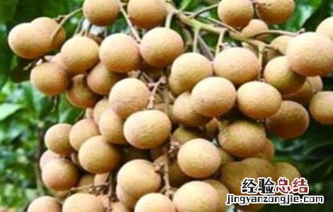 龙眼种植风险 龙眼种植风险评估