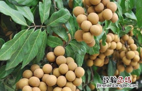 龙眼种植风险 龙眼种植风险评估