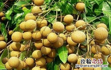 龙眼种植风险 龙眼种植风险评估